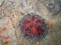 red-urchin