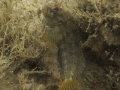 img_4346-blenny