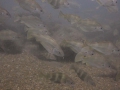img_4354-shoal-of-bib