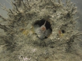 img_4370-blenny