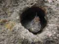 img_4371-tompot-blenny